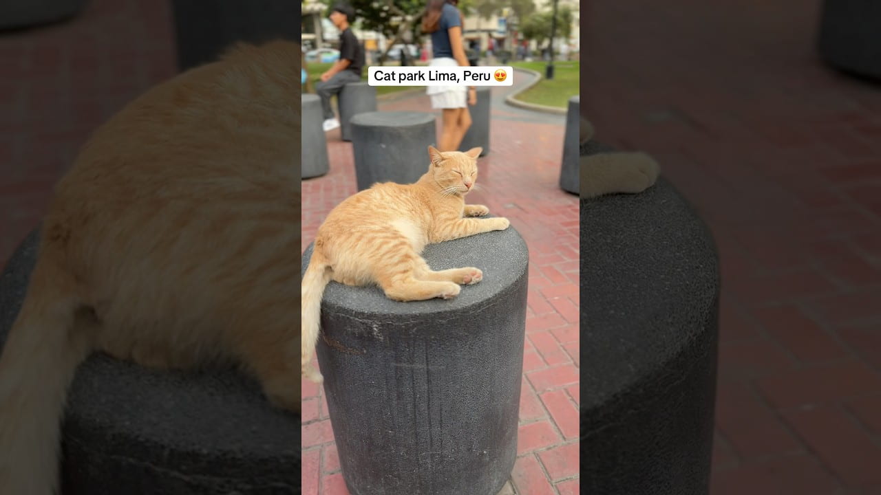 Looking therapeutic to me 😍 #cat #therapy #meow #limaperu #pov #kitten