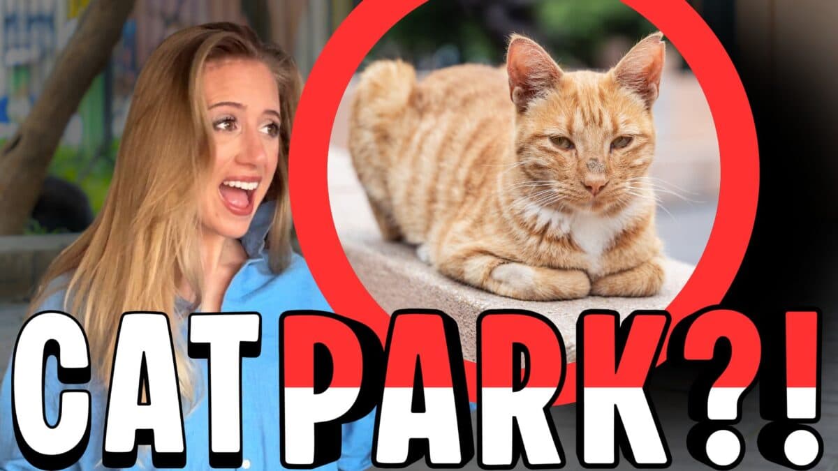 Cat Park, Parque Kennedy, Lima, Peru.