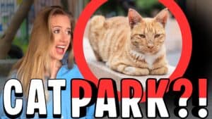 Parque Kennedy in Lima, Peru image