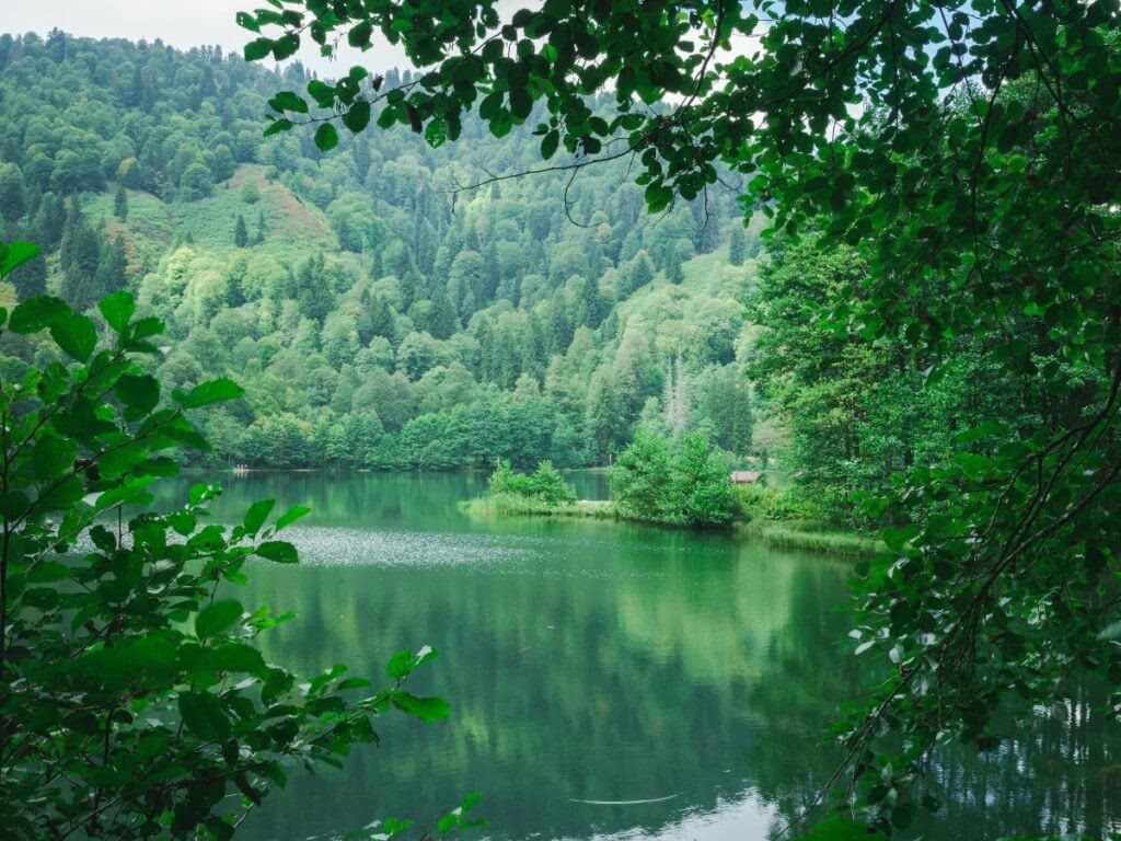 Peru's Amazon rainforest.